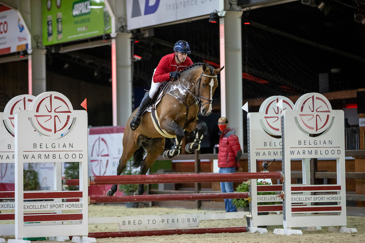 VALENTINO BOY | Belgian Warmblood
