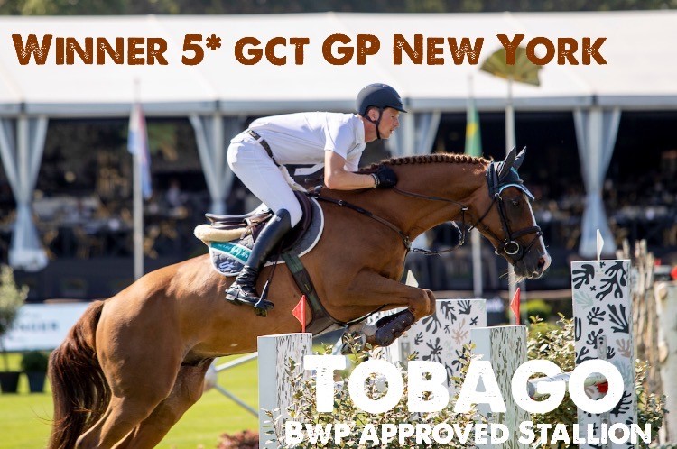 Tobago - BWP approved stallion