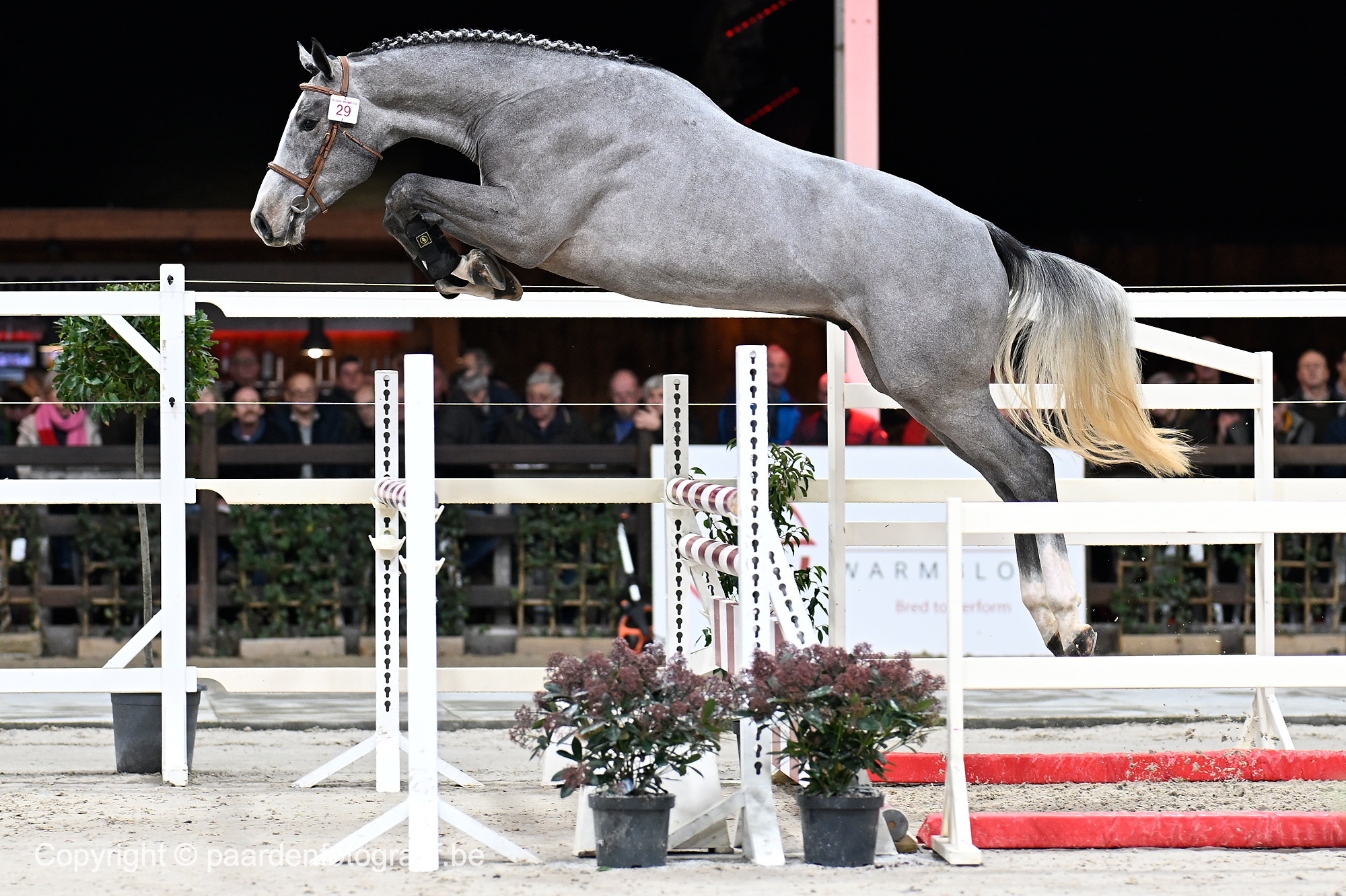 Tonight BWP Top Stallion Auction: final collection | Belgian Warmblood