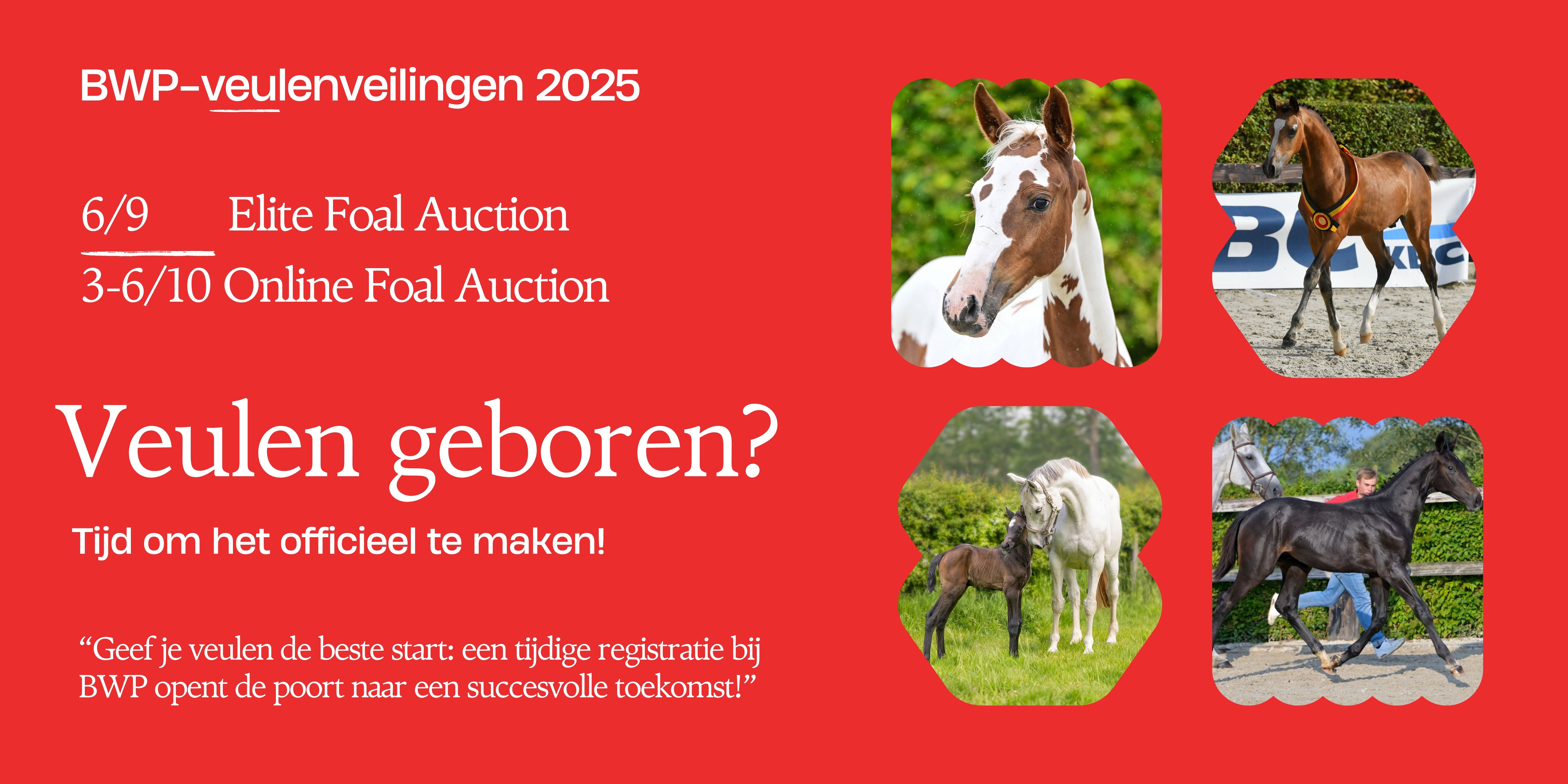 Veulen inschrijven