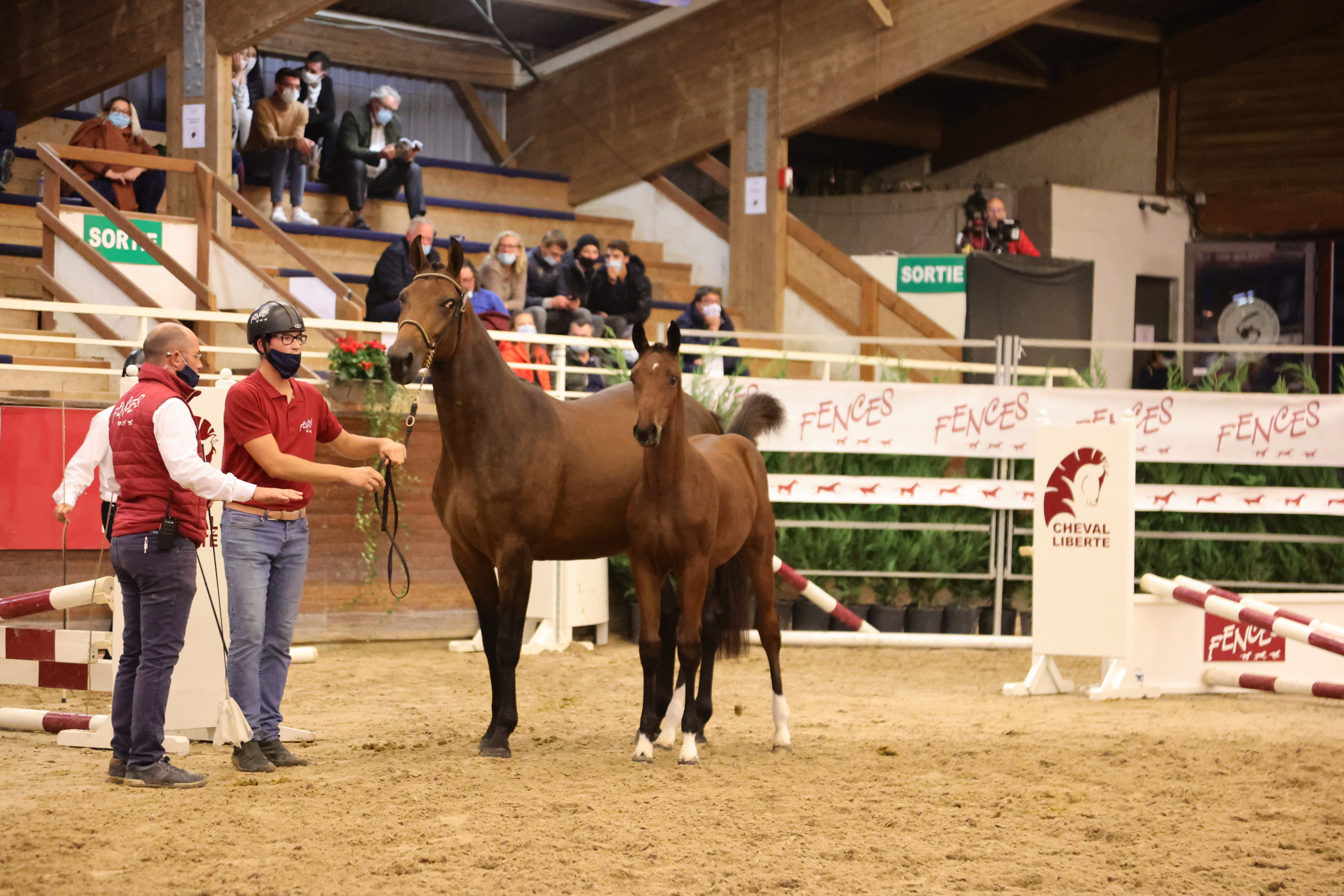 Top prijzen voor BWP'ers tijdens Fences Elite Auction | Belgian Warmblood