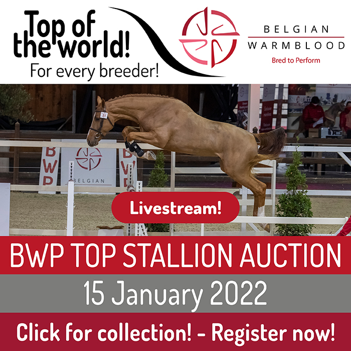BWP Top Stallion Auction