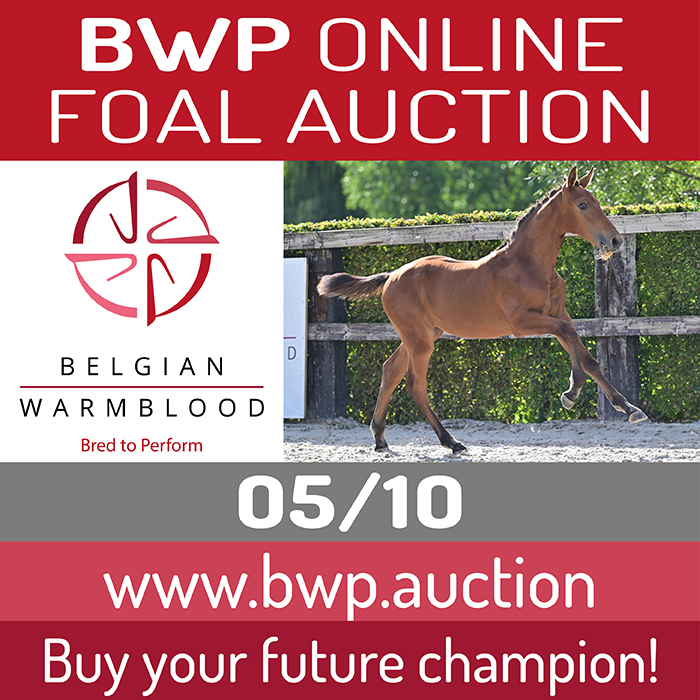 Online Foal Auction 2026