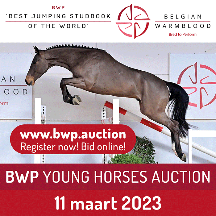 BWP Young Horses Auction