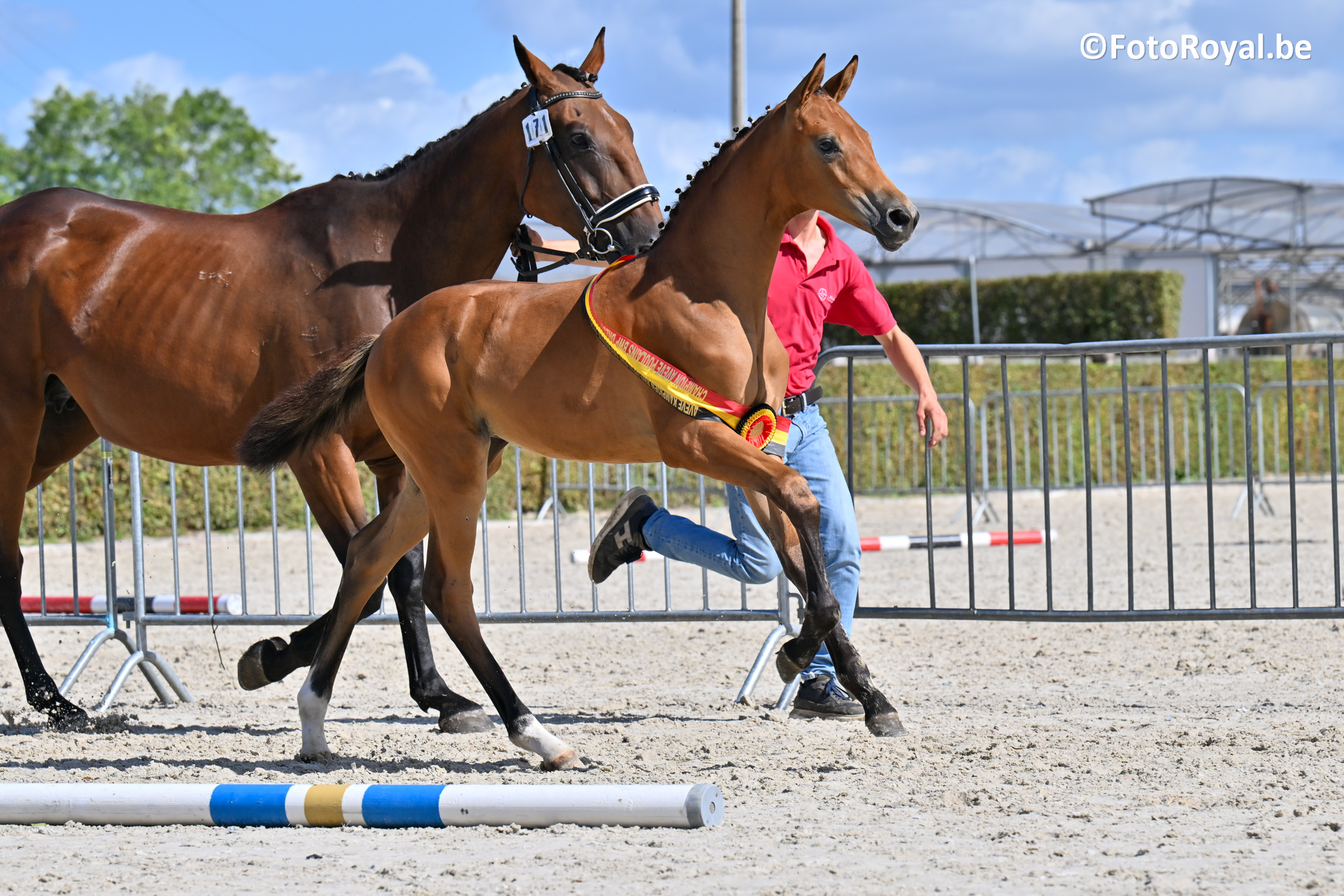 DREAMWOMAN VD KEMPENHOEVE