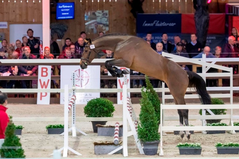 GIN FLIP DE MUZE Z Z55307717 Belgian Warmblood