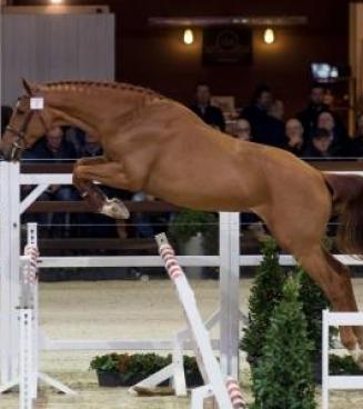 Stallion Selection Belgian Warmblood, 3° phase