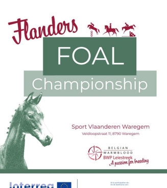 Flanders Foal Championship 08/07/2023