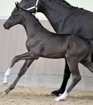 BWP Elite Foal Auction