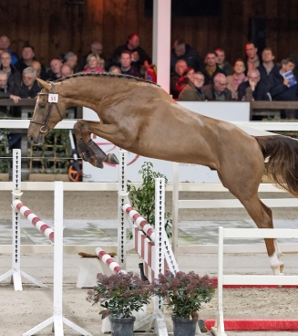 hengstenkeuring 2026