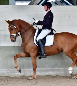young dressage talents
