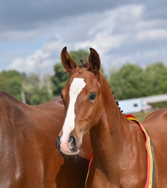 nationaal veulenkampioenschap 2026