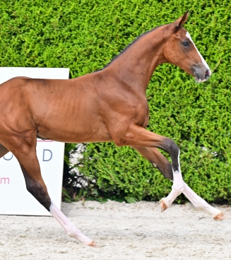 elite foal auction 2026