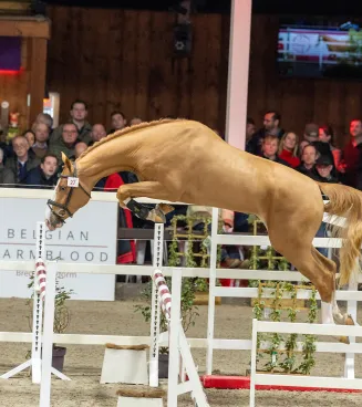 top stallion auction
