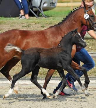 Championnat national des poulains BRp