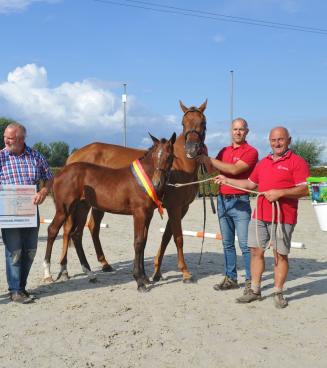 BWP & BRp veulenwedstrijd, Moerbeke - AFGELAST