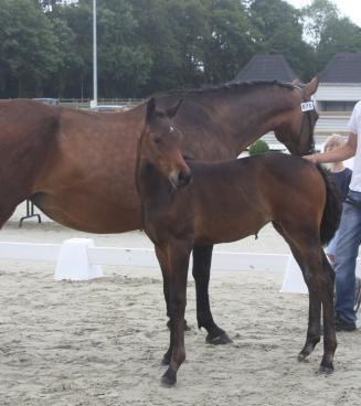 Veulenwedstrijd Flanders Foal Championship goes Wallonie - AFGELAST