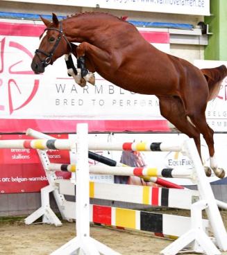 Selectie BWP Young Horses Auction, Geel