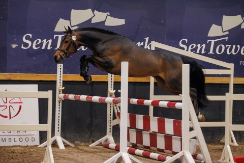 Kasper van Equicenter