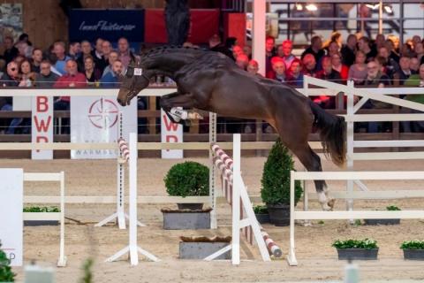 ROYAL BLUE VD MIDDELSTEDE ROYAL BLUE VD MIDDELSTEDE