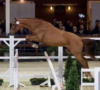The stallions who are approved for third phase in March