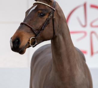 BWP Young Horses Auction: vente aux enchères pour chevaux de 3 et 4 ans