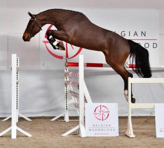 BWP Young Horses Auction: Reine vd Voortakker most expensive horse