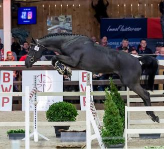 Radetzky van t Heike veilingtopper BWP Top Stallion Auction