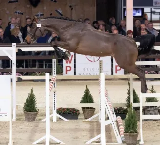 The stallions for the BWP Stallion Selection 2020