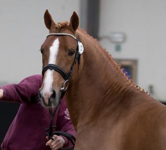 Beelden en rapporten ponyhengsten 2017 Beelden en rapporten ponyhengsten 2017