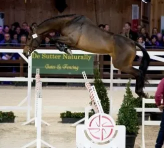 BWP Stallion Selection 2018
