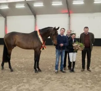 ONeill van t Eigenlo : 3-y-old BWP Champion Stallion 2017