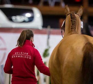 Eerste selectie dressuurhengsten