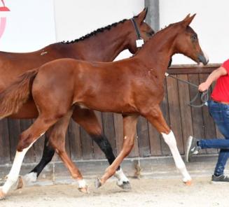 Registreer je nu voor de BWP Online Foal Auction!