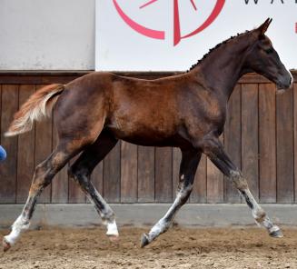 Sport and performance strongly represented in the collection of the BWP Online Foal Auction