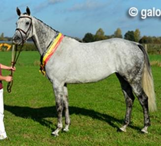 Dinsdag 28 oktober: Infomoment exterieur van een paard door Stefaan De Smet Dinsdag 28 oktober: Infomoment exterieur van een paard door Stefaan De Smet