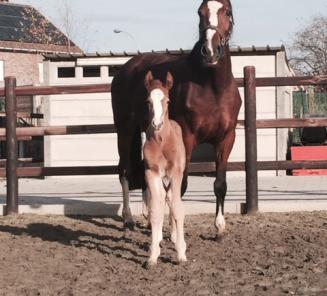 Eerste veulen 2015 ingeschreven bij BWP ! Eerste veulen 2015 ingeschreven bij BWP !