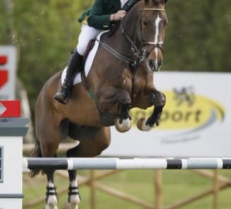 Abberuail vh Dingeshof remporte le GP Hardenberg!