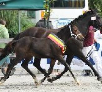 36 ponyveulens op Nationaal Veulenkampioenschap BRp 36 ponyveulens op Nationaal Veulenkampioenschap BRp