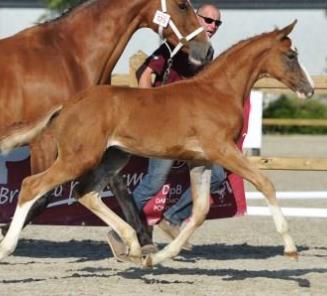 Perle v/d Donkhoeve and Pineau Ter Dolen BWP Champion Foals