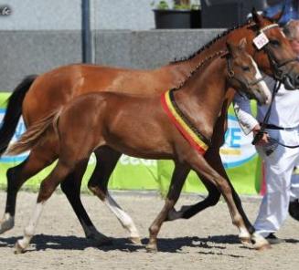 Twiggy Van Maarle (foto), Tout Beau De La Cure en Twice-As-Nice Vh Rozendaelhof BRp-kampioenen