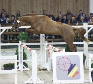 In de startblokken voor de BWP hengstenkeuring 2016