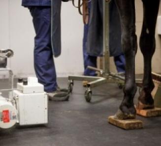 EquiTime november werpt een blik achter de schermen van de eerste fase BWP-hengstenkeuring: de medische keuring EquiTime november werpt een blik achter de schermen van de eerste fase BWP-hengstenkeuring: de medische keuring