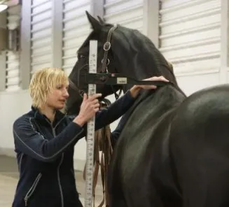 BWP Stallion Approval: busy times for the Veterinary Faculty in Gent