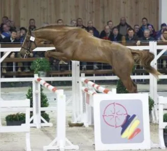 BWP Top Stallion Auction: 37 auction stallions in 2016!