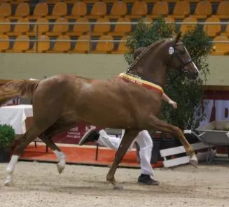 Stallion Selection for the Studbook of the Belgian Riding Pony (BRp)