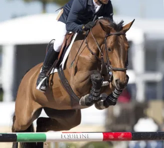 Lot of good Belgian Warmbloods in America