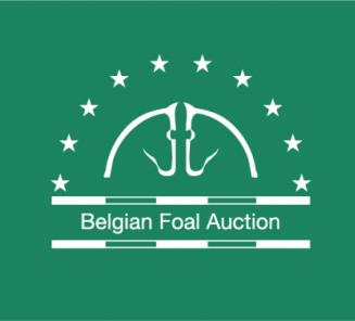 Quigon vd Lindehoeve veilingtopper op Belgian Foal Auction
