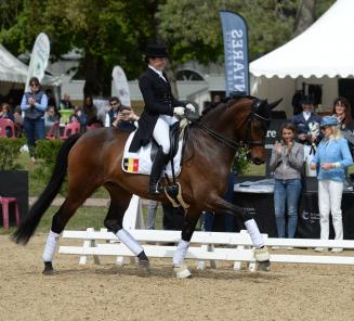 Jong BWP verzamelt op Corsendonk Dressage Cup