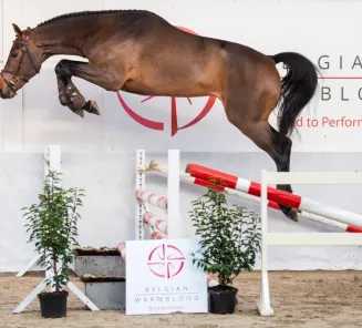 BWP Top Stallion Auction presents: the auction stallions